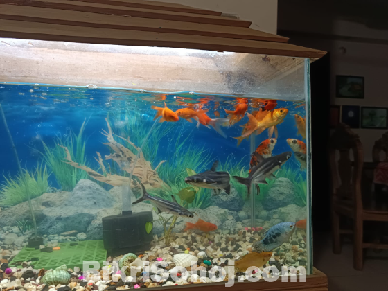 Aquriam ৩০ ইঞ্চি / ১৫ ইঞ্চি